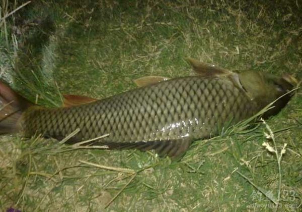 釣視頻水庫大魚草魚圖片高清_水庫釣大魚視頻草魚圖片_釣魚視頻水庫野釣實戰高清