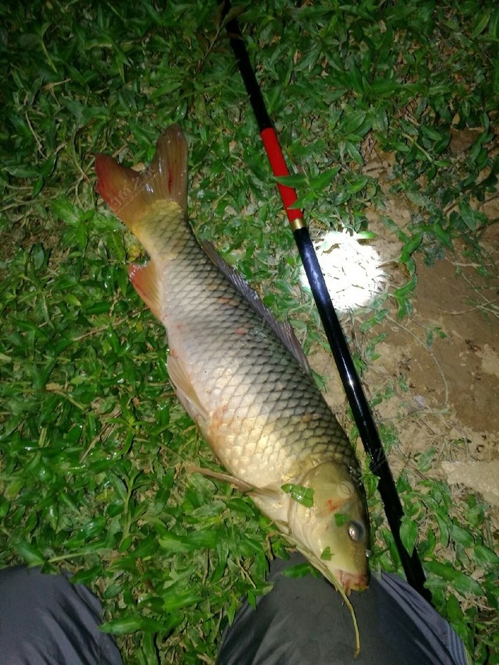 釣魚視頻水庫野釣實戰高清_釣視頻水庫大魚草魚圖片高清_水庫釣大魚視頻草魚圖片