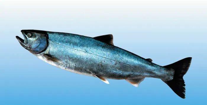 名貴表海魚價格大全圖片_珍貴海魚價格_大名貴海魚價格表