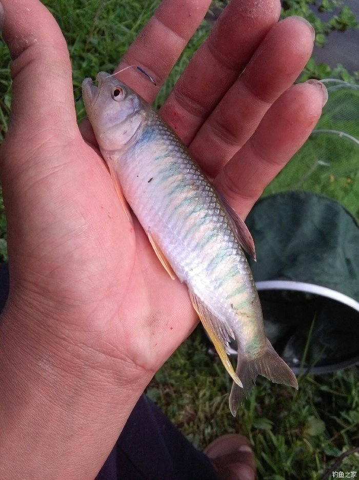 常見淡水魚類名稱及圖片大全_淡水魚類名稱及圖片_常見淡水魚類圖鑒