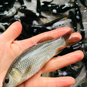 常見淡水魚類名稱及圖片大全_淡水魚類名稱及圖片_常見淡水魚類圖鑒