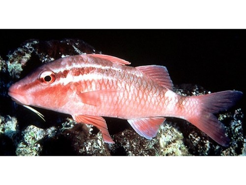 淡水魚類名稱及圖片_常見淡水魚類名稱及圖片大全_常見淡水魚類圖鑒