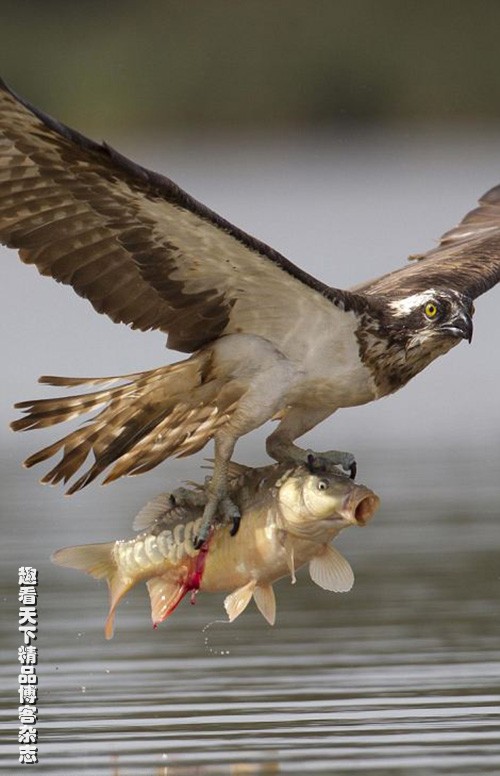 捕魚大咖官方版本_捕魚達人經典舊版本_捕魚