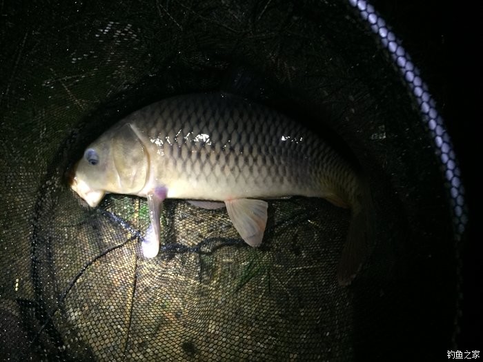 釣水庫鉤子鯉魚鯽魚用多大的鉤_水庫釣鯽魚跟鯉魚用什么鉤子_水庫釣鯽魚鯉魚用什么打窩