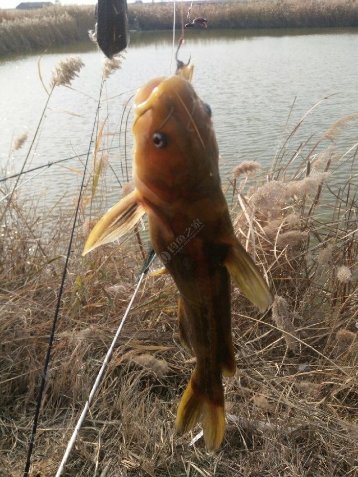 怎樣用蚯蚓釣魚上魚快_釣魚用蚯蚓怎么樣_釣魚蚯蚓魚用上漂嗎