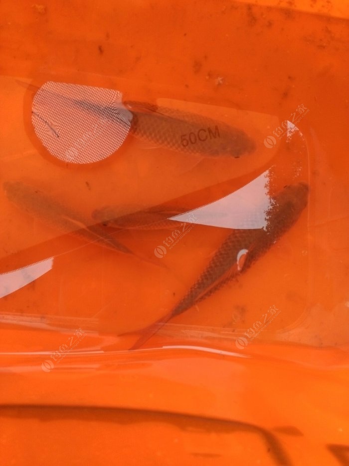 水庫釣鯽魚技巧_釣水庫鯽魚技巧和方法_水庫釣鯽魚怎么釣