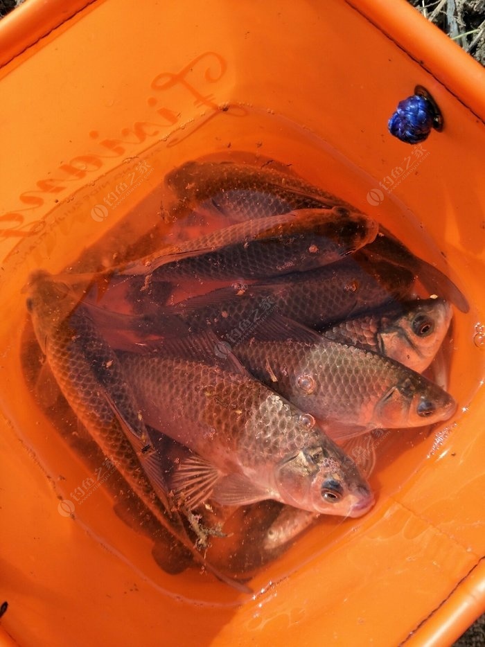 水庫釣鯽魚技巧_水庫釣鯽魚怎么釣_釣水庫鯽魚技巧和方法