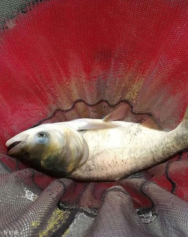 鰱魚圖片_鰱魚圖片_鰱魚圖片
