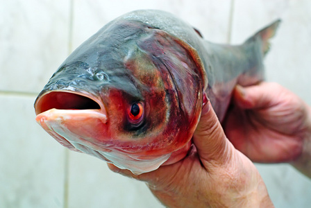 鰱魚圖片_鰱魚圖片_鰱魚圖片