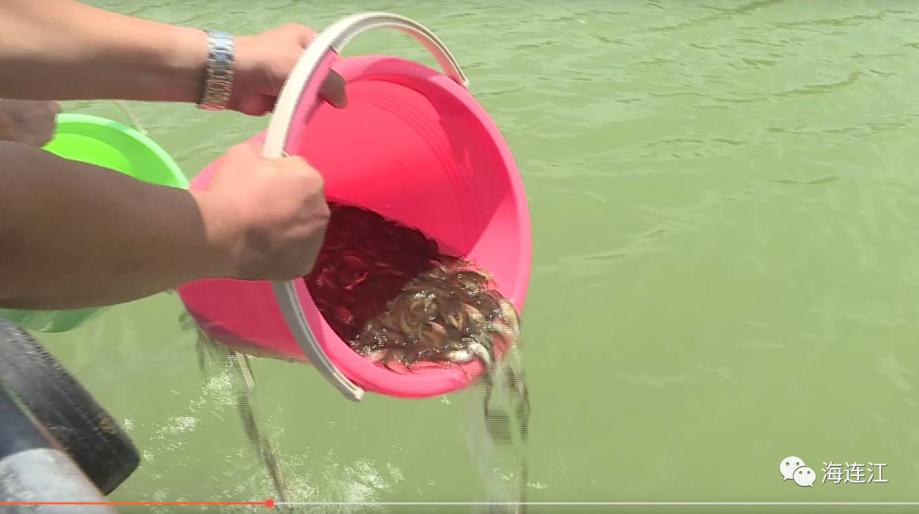 鰱魚圖片_鰱魚圖片_鰱魚圖片