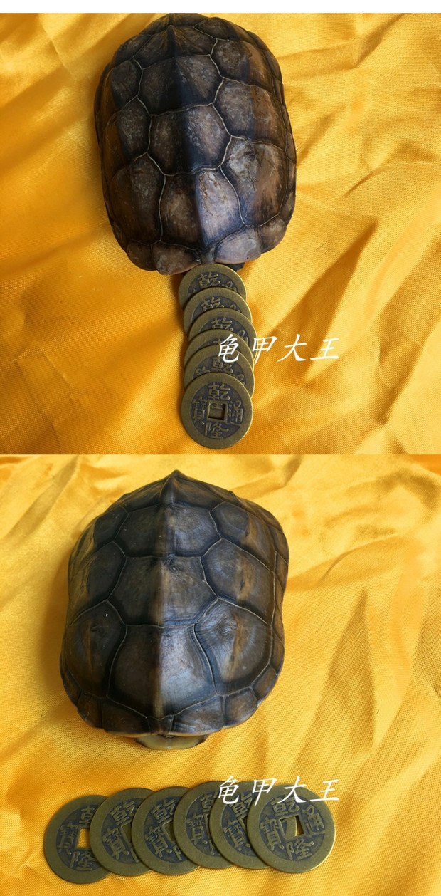 石板龜是什么龜_龜石值錢嗎_石龜底板