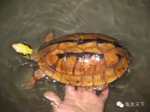 龜石值錢嗎_石龜底板_石板龜是什么龜