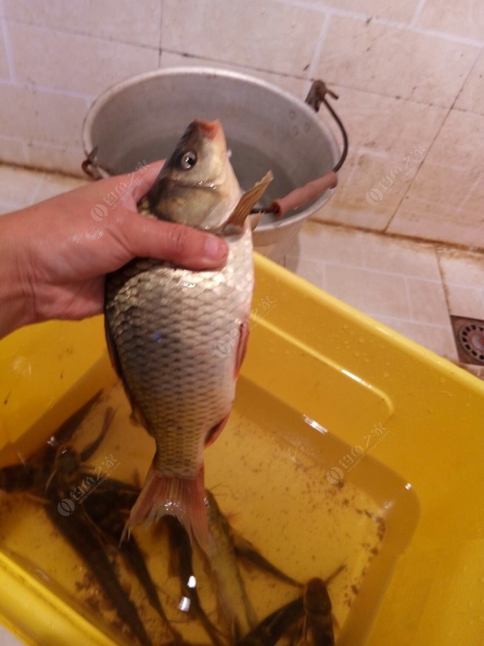 釣魚蚯蚓魚用上鉤嗎_怎樣用蚯蚓釣魚上魚快_釣魚蚯蚓魚用上魚鉤嗎