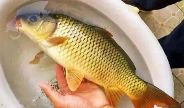 釣鯉魚的最佳時間_冬天夜釣鯉魚最佳時間_釣鯉魚最佳時間是什么時候
