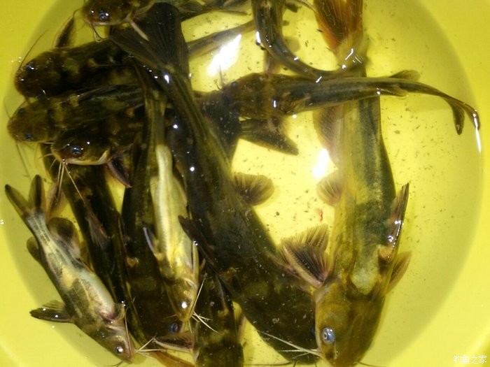 釣鯉魚的最佳時間_釣鯉魚最佳時間段_釣鯉魚最佳時間是什么時候