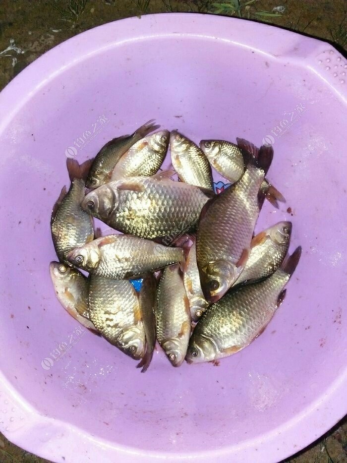中藥配魚餌秘方_中藥秘方魚餌配方_中藥秘方魚餌配方大全