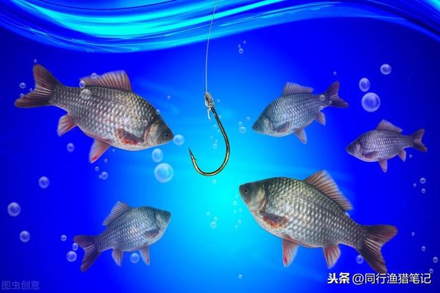 天元餌料野釣鯽魚餌料搭配_天元鯽魚餌料不如老鬼好_天元野釣鯽魚配方