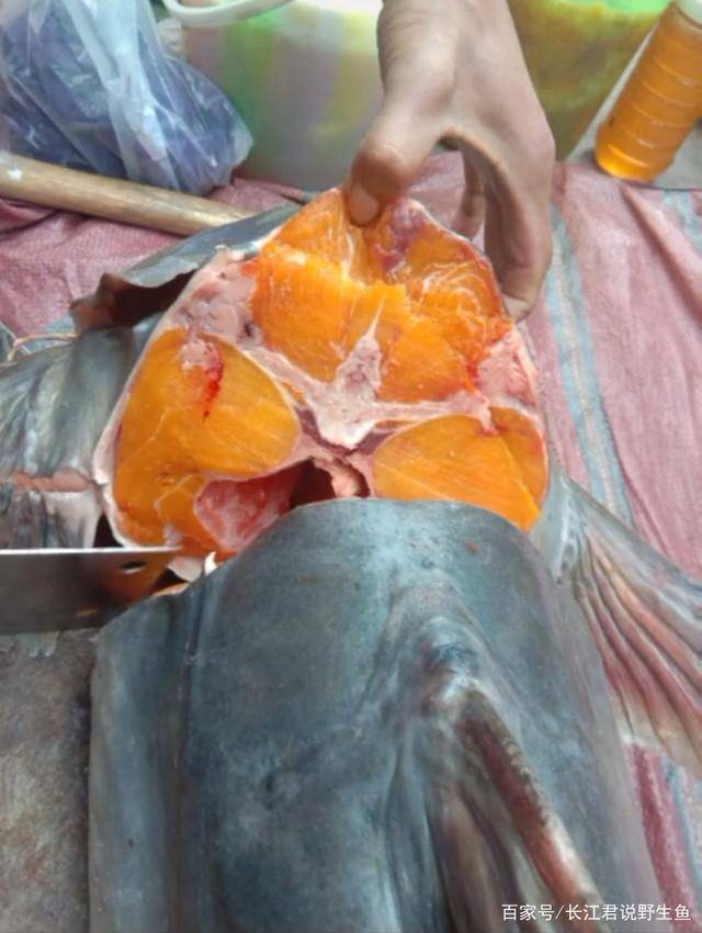 食人魚是什么魚_人魚食人魚_食人魚是件