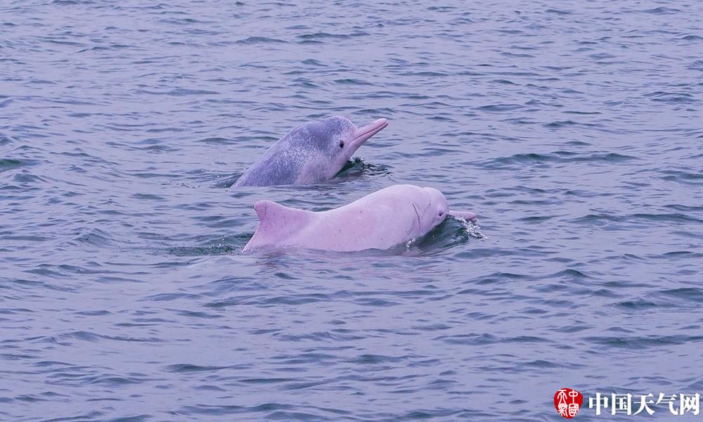 惠州東江釣魚地點_東江惠州段釣魚_惠州東江野釣