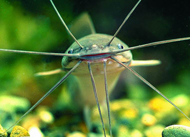 鯰魚效應理論_鯰魚效應是什么意思_鯰魚效應等各種效應