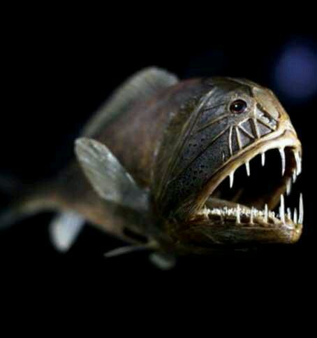 食人魚鯧魚_食人鯧是什么魚_食人鯧是不是魚