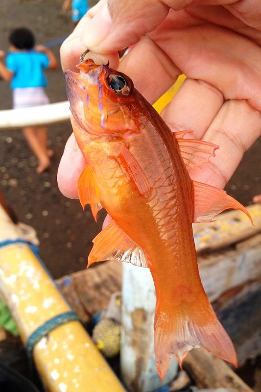 最新路亞黑魚視頻_小汐路亞釣黑魚視頻_路亞釣黑魚視頻高清講解