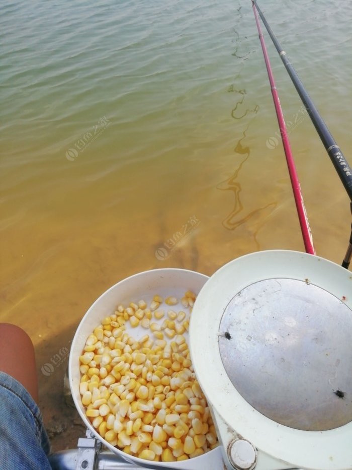 水庫用什么餌料釣草魚_水庫配方餌料草魚野釣怎么用_水庫野釣草魚餌料配方