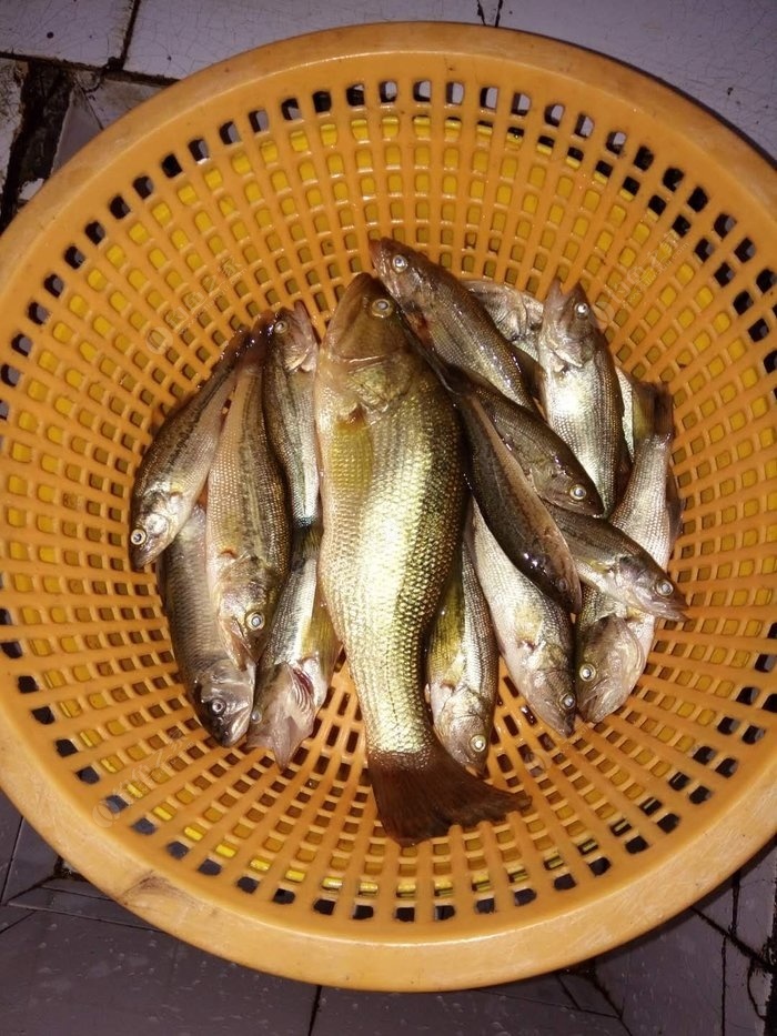 技巧鱸魚組線海釣方法視頻_海釣鱸魚的方法和技巧及線組_技巧鱸魚組線海釣方法大全