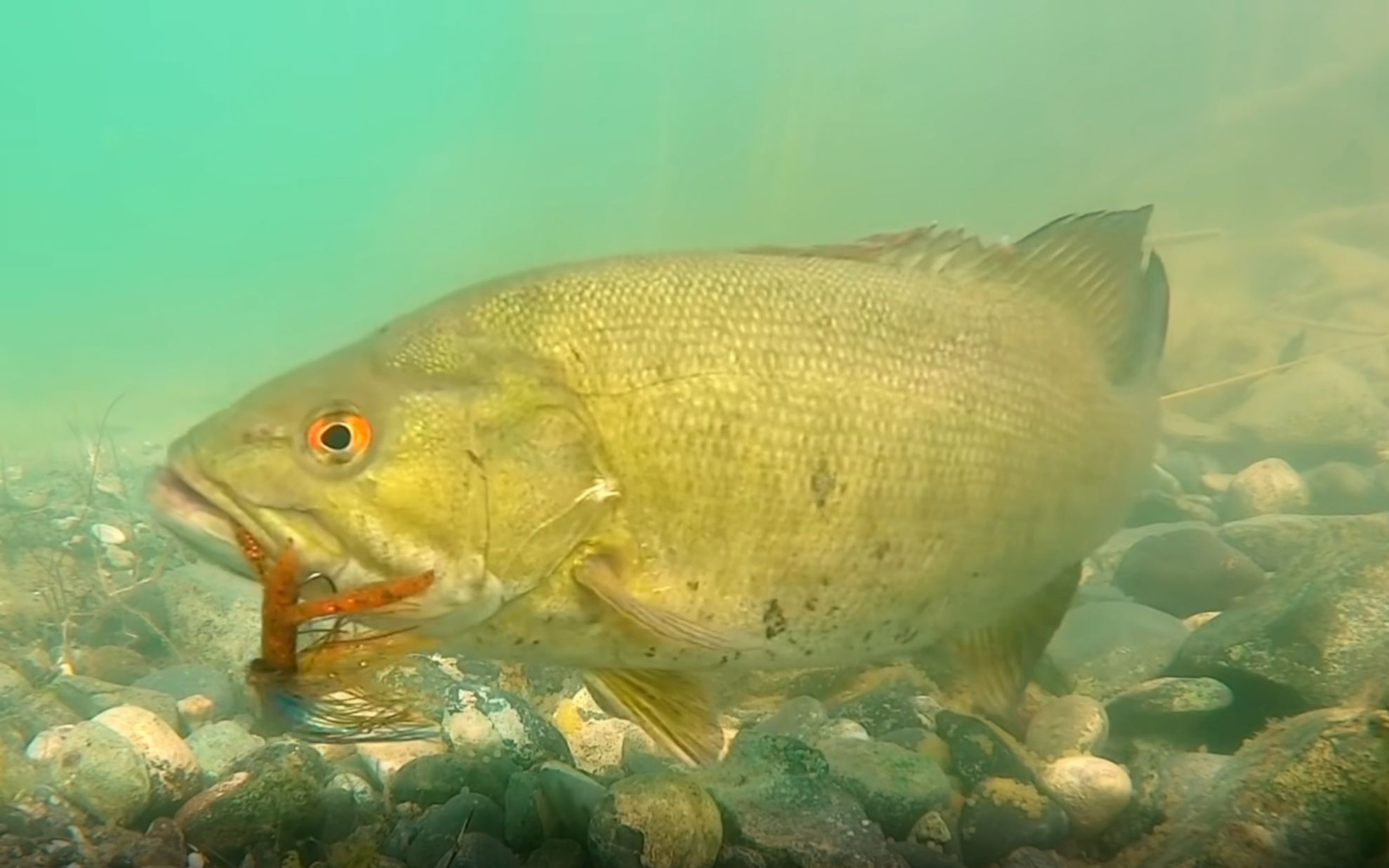 海釣鱸魚的方法和技巧及線組_技巧鱸魚組線海釣方法大全_技巧鱸魚組線海釣方法視頻
