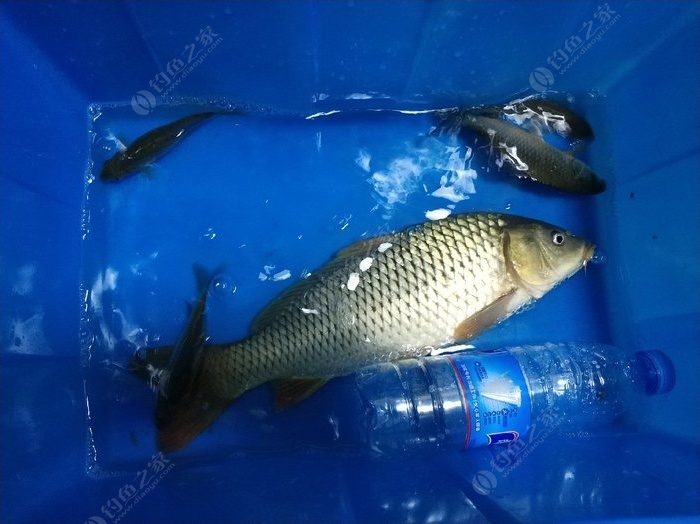 釣鯉魚配方原創餌料怎么配_釣鯉魚配方原創餌料推薦_釣鯉魚餌料配方原創