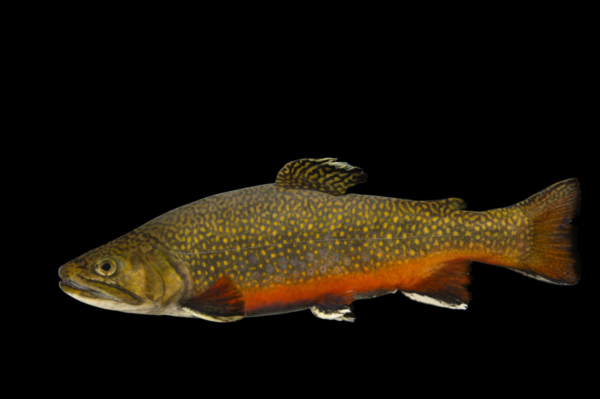 大馬魚三文魚是海鮮嗎_大馬哈魚是三文魚嗎_三文魚也叫大馬哈魚嗎
