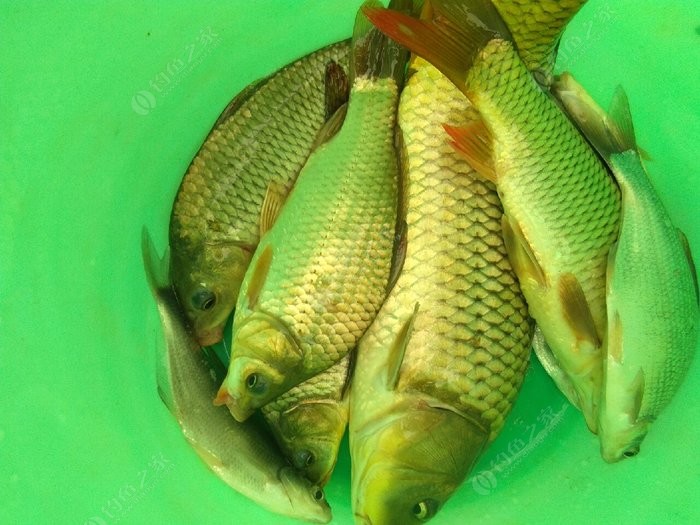 海釣鱸魚經驗_海釣鱸魚的三種經典釣法分享_海釣鱸魚教學視頻教程