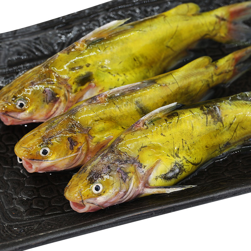 大馬魚三文魚是什么魚_大馬哈魚是三文魚嗎_三文魚也叫大馬哈魚嗎