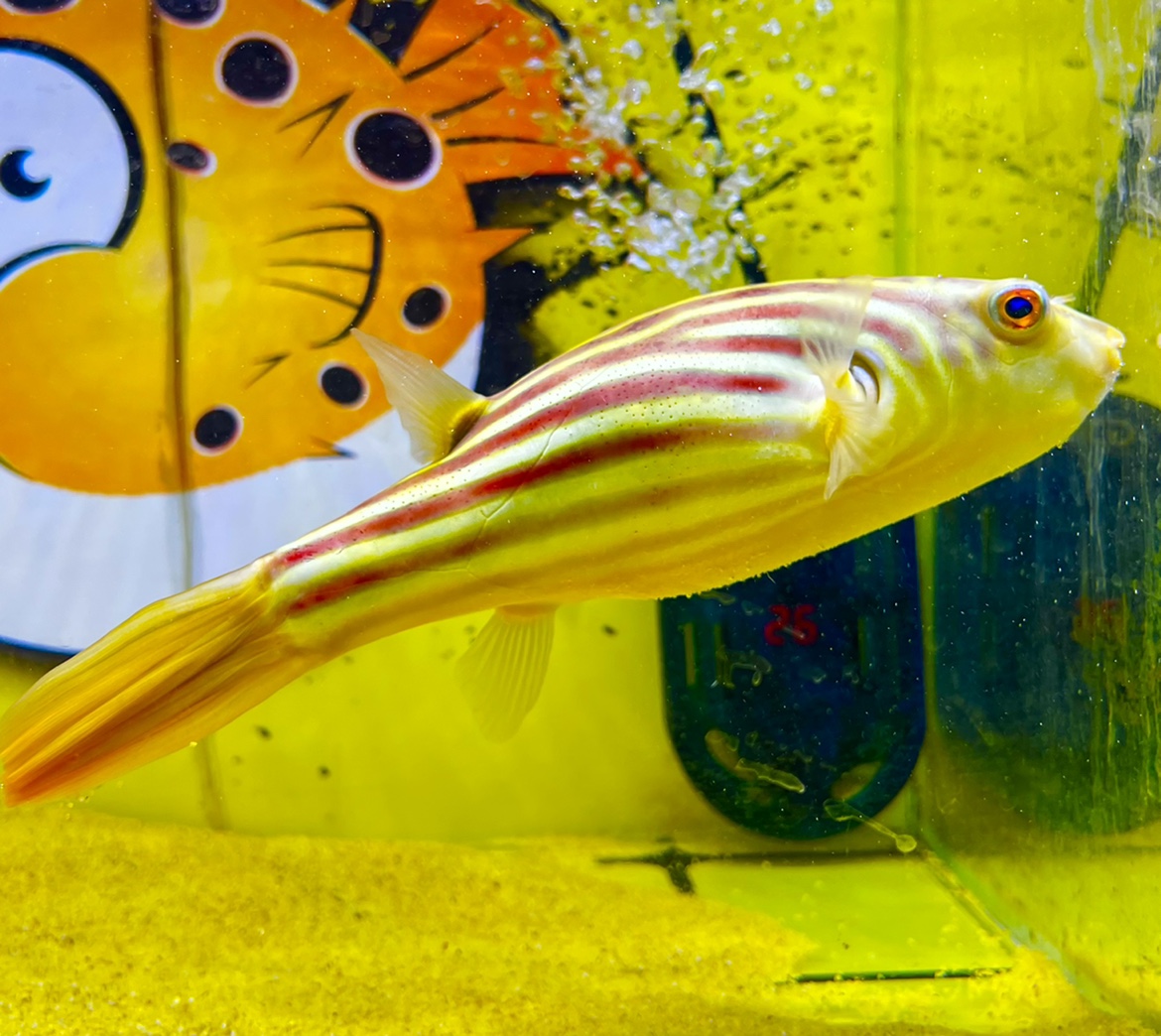 三文魚也叫大馬哈魚嗎_大馬魚三文魚是什么魚_大馬哈魚是三文魚嗎
