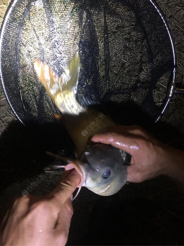釣鯉魚配方原創餌料有哪些_釣鯉魚配方原創餌料怎么配_釣鯉魚餌料配方原創
