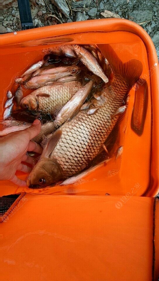 怎么釣釣魚漂_釣魚漂怎么調試最佳_釣魚看漂的方法和技巧