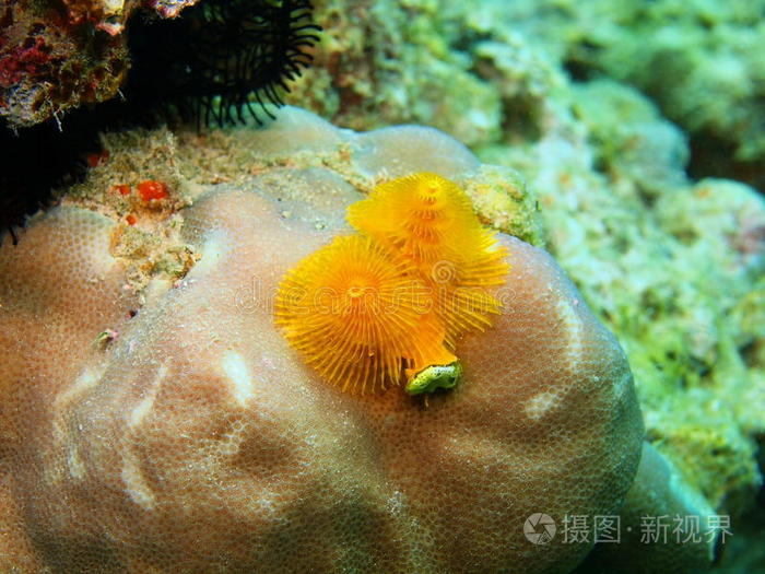 巨形石斑魚_巨型石斑魚犯法嗎_巨型石斑魚是什么魚