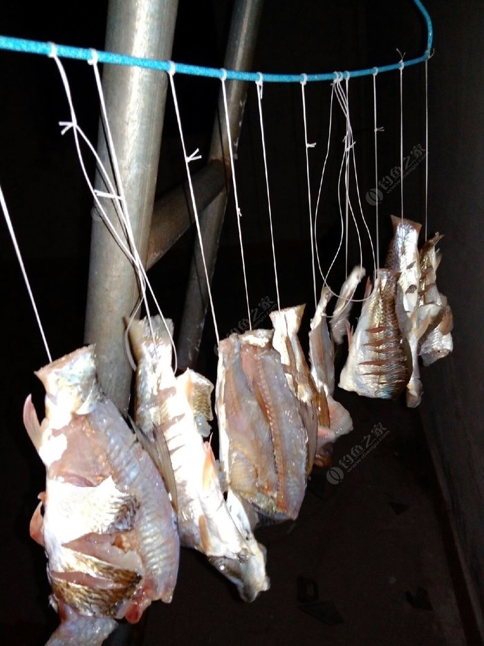夏季怎樣釣鯉魚技巧_夏季怎樣釣鯉魚技巧_夏季怎樣釣鯉魚技巧