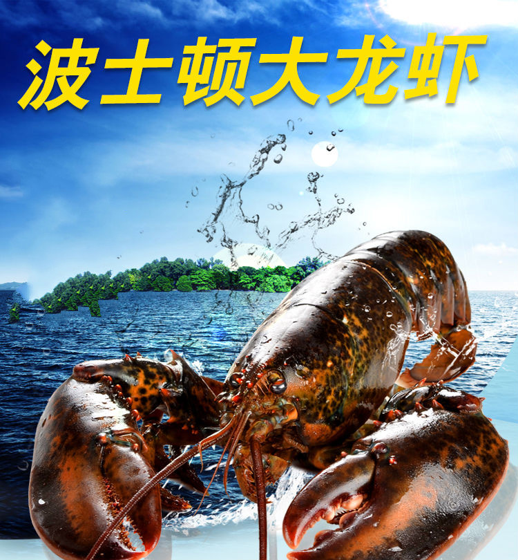 龍蝦澳洲龍蝦_百度澳洲龍蝦_澳洲龍蝦多少錢一斤