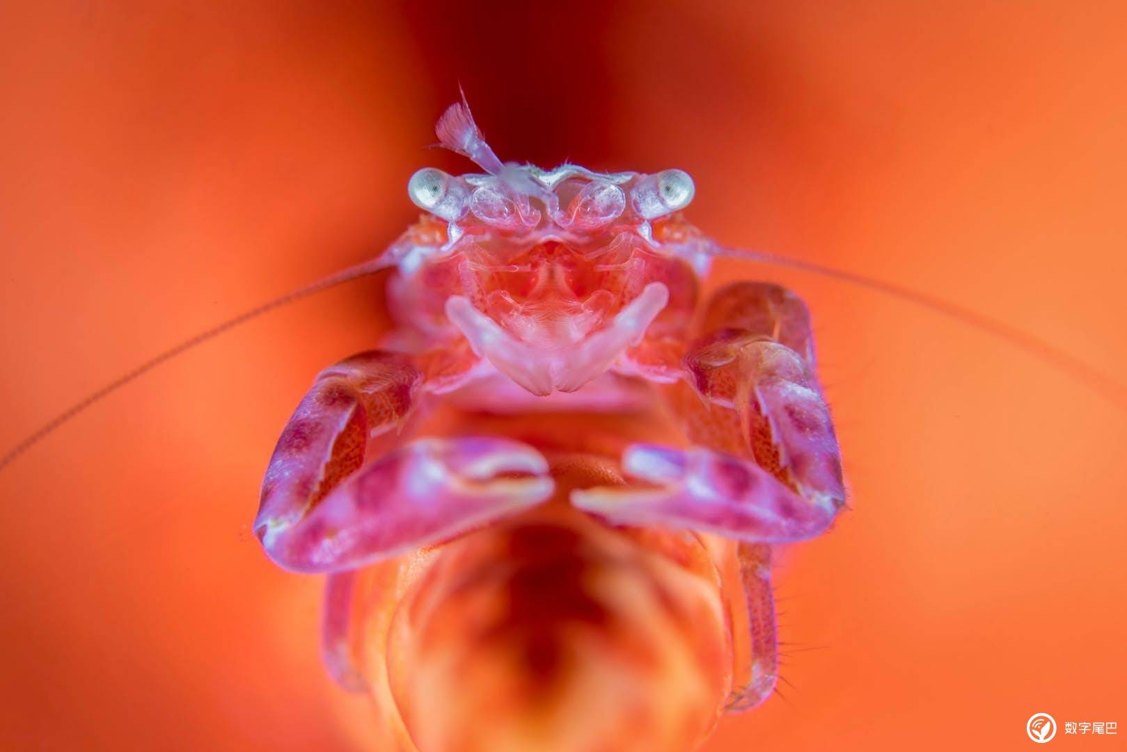 世界最大的魚_魚世界視頻_我想看魚世界
