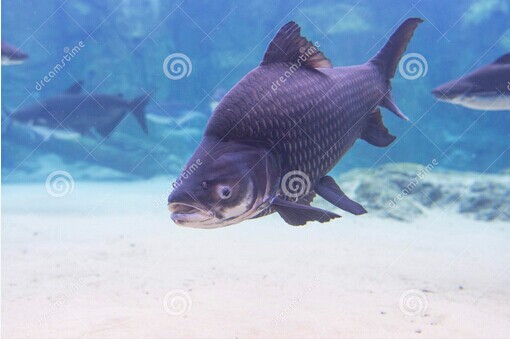 魚世界視頻高清視頻_世界最大的魚_魚世界百科