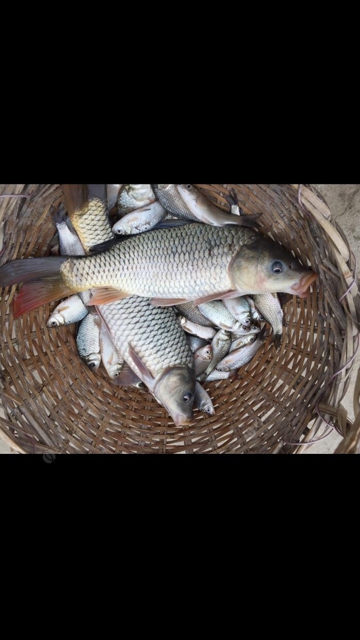 速拔哥釣鯉魚視頻_釣鯉魚拔河怎么辦_撥播放鯉魚