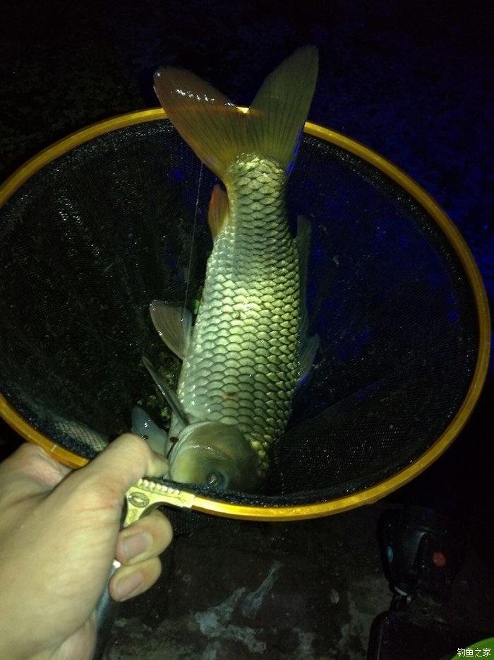 撥播放鯉魚_速拔哥釣鯉魚視頻_釣鯉魚拔河怎么辦