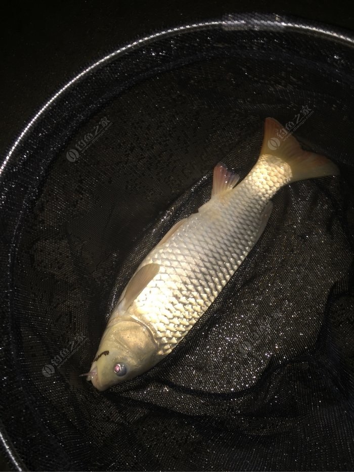 速拔哥釣鯉魚視頻_撥播放鯉魚_釣鯉魚拔河怎么辦