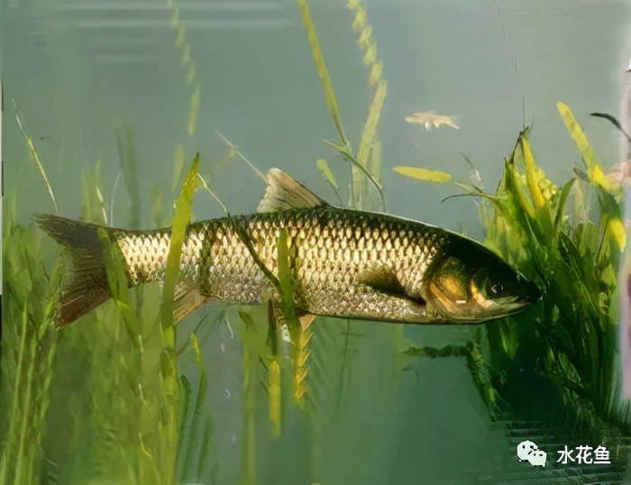 老玉米釣草魚怎么泡制打窩_野釣老玉米窩料制作方法_絕密老玉米釣草魚配方