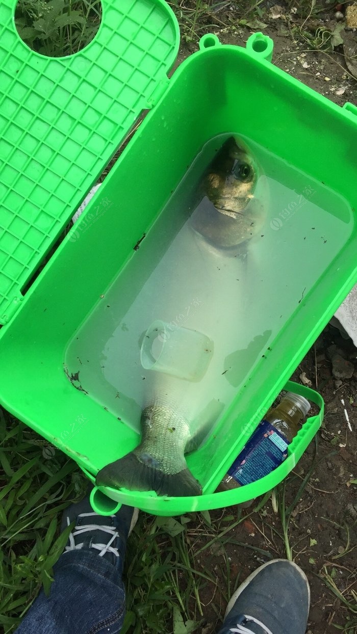 鰱魚路亞用什么餌_路亞竿釣鰱魚用什么餌_路亞釣鰱魚餌料配方
