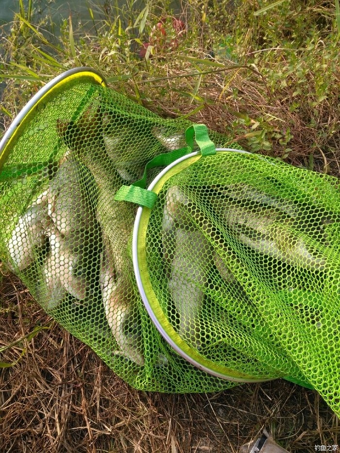鰱魚路亞用什么餌_路亞竿釣鰱魚用什么餌_路亞釣鰱魚餌料配方