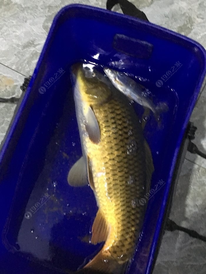 超誘釣草魚配方_釣誘配方餌料草魚能吃嗎_超誘餌料釣草魚配方