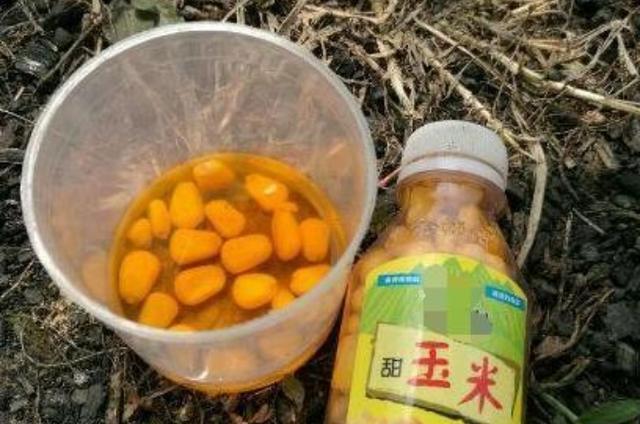 手竿掛玉米釣魚技巧和方法_釣魚玉米應該怎么掛_釣玉米的掛法