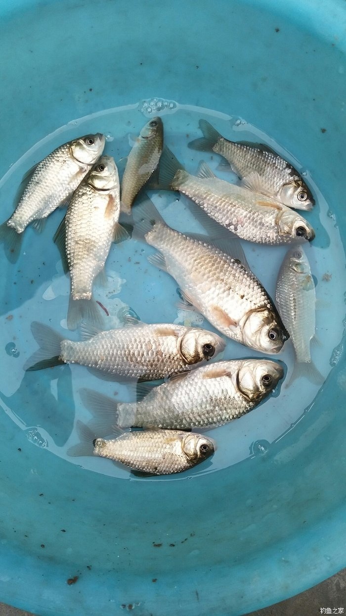 北方秋季野釣鯽魚_北方秋季釣鯽魚_北方晚秋野釣鯽魚技巧
